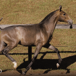 Tectônico Interagro, grey Purebred Lusitano foal offered at the 2023 Interagro Yearlings Collection/TUPA