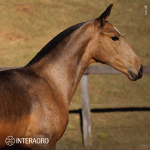 Tomie Interagro, buckskin Purebred Lusitano filly offered at the 2023 Interagro Yearlings Collection/TUPA
