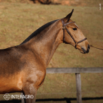 Tomie Interagro, buckskin Purebred Lusitano filly offered at the 2023 Interagro Yearlings Collection/TUPA