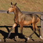 Tomie Interagro, buckskin Purebred Lusitano filly offered at the 2023 Interagro Yearlings Collection/TUPA