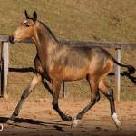 Tomie Interagro, buckskin Purebred Lusitano filly offered at the 2023 Interagro Yearlings Collection/TUPA