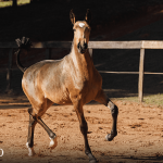 Tomie Interagro, buckskin Purebred Lusitano filly offered at the 2023 Interagro Yearlings Collection/TUPA