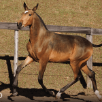 Tomie Interagro, buckskin Purebred Lusitano filly offered at the 2023 Interagro Yearlings Collection/TUPA