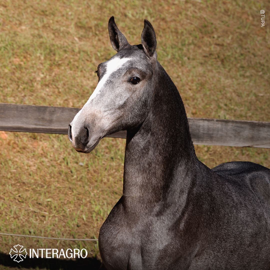 Trapiche Interagro, grey Purebred Lusitano filly offered at the 2023 Interagro Yearlings Collection/TUPA