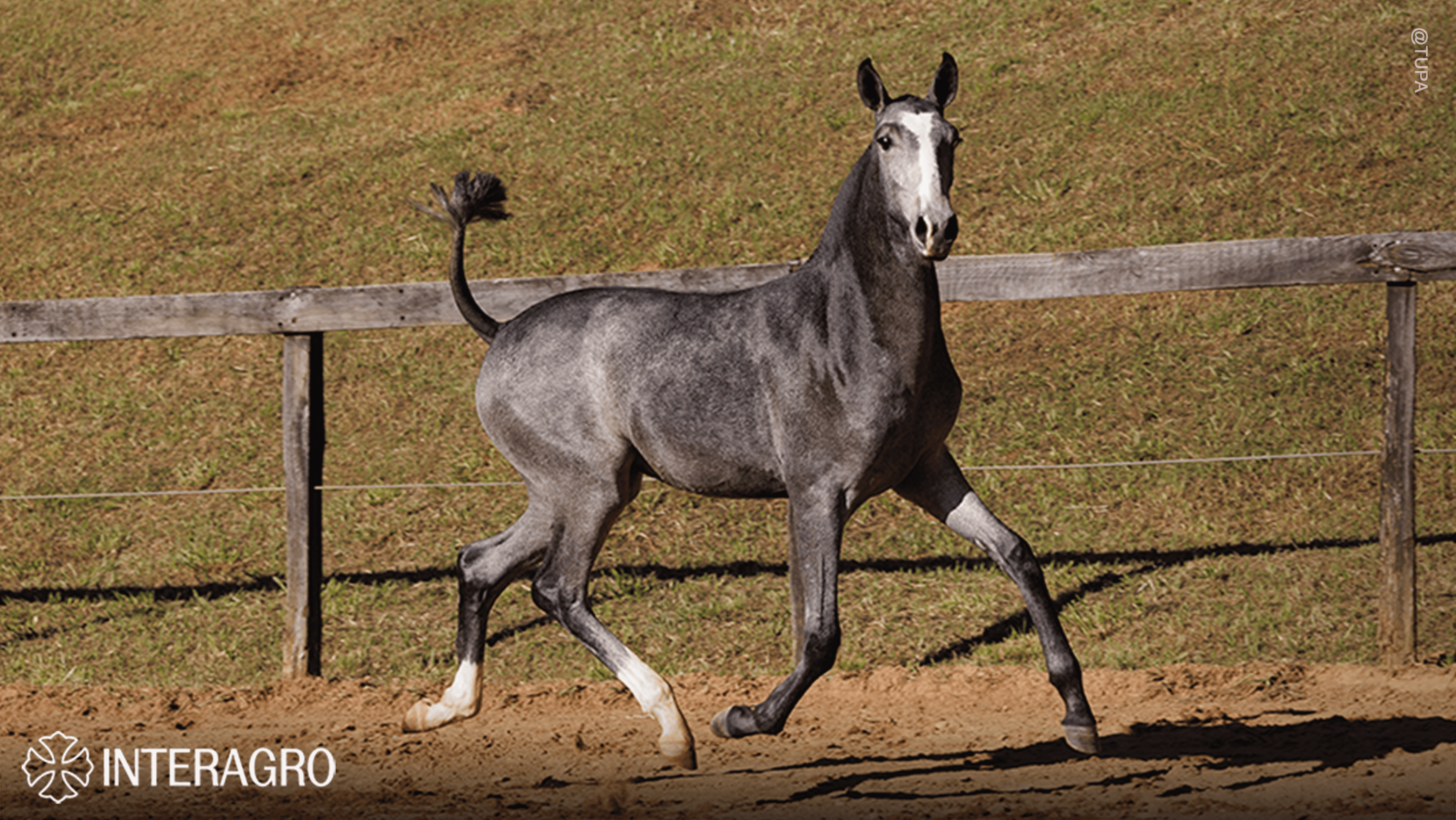 Trapiche Interagro, grey Purebred Lusitano filly offered at the 2023 Interagro Yearlings Collection/TUPA