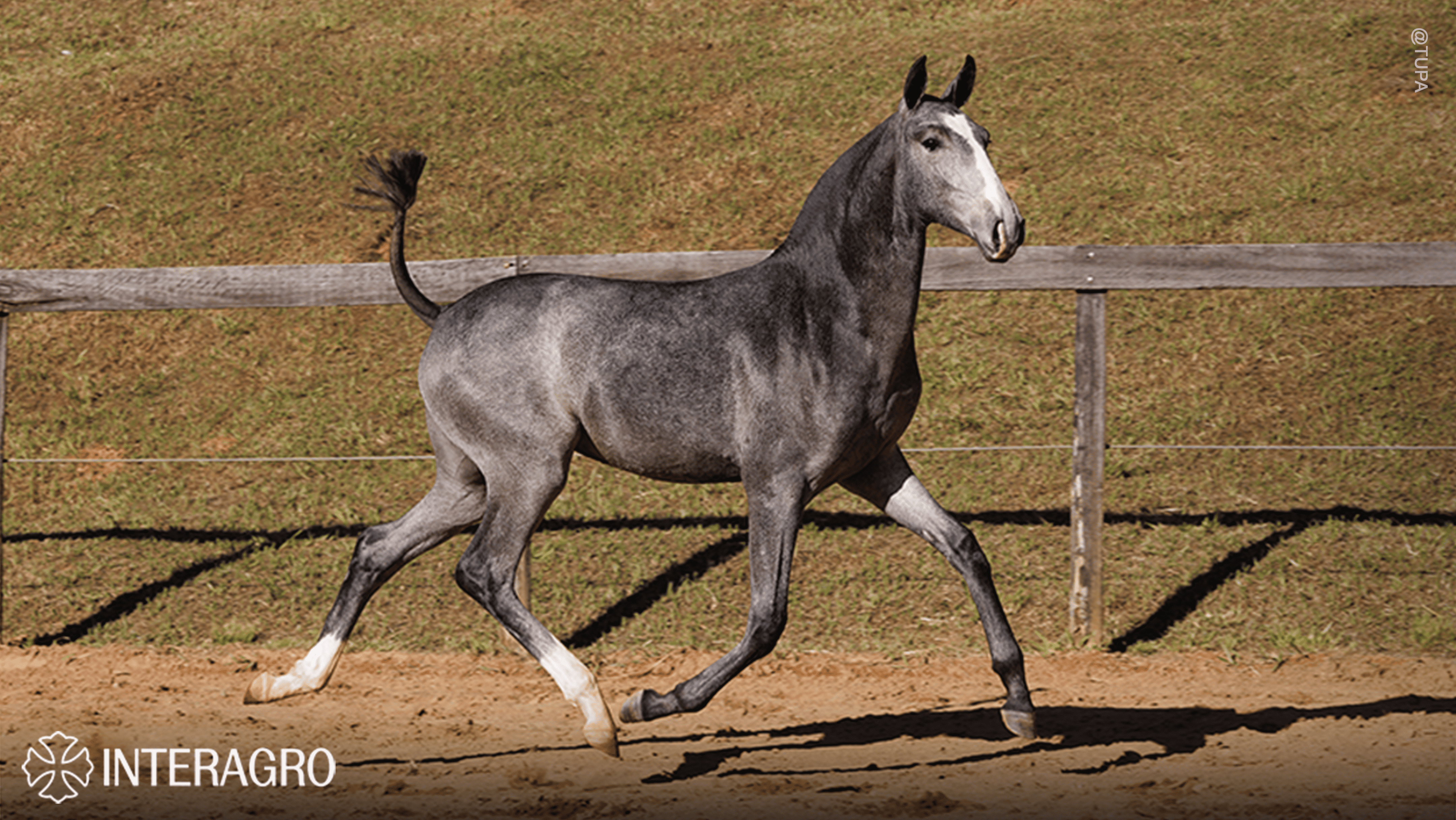 Trapiche Interagro, grey Purebred Lusitano filly offered at the 2023 Interagro Yearlings Collection/TUPA