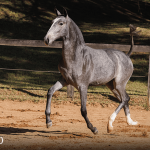 Trapiche Interagro, grey Purebred Lusitano filly offered at the 2023 Interagro Yearlings Collection/TUPA