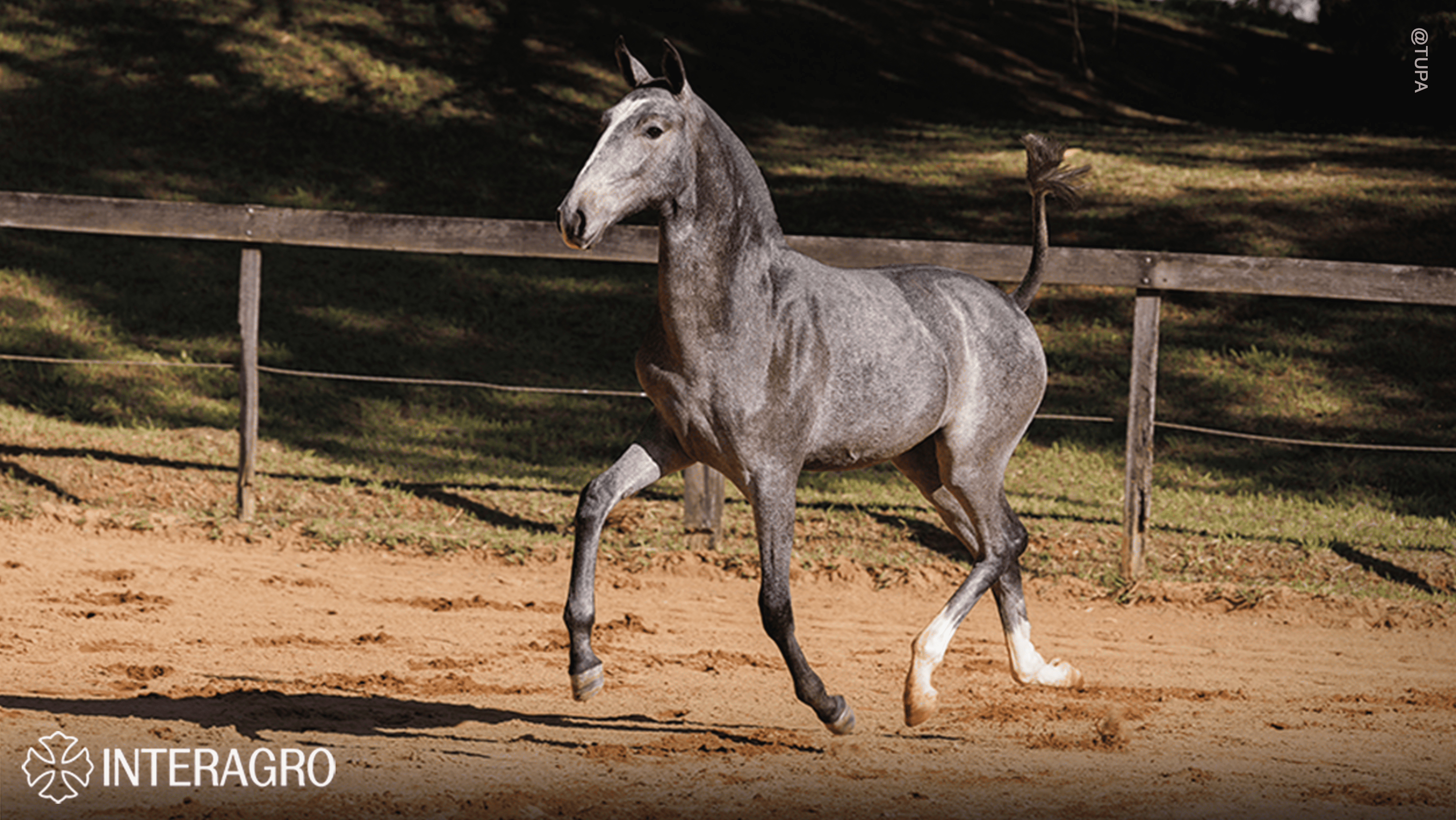 Trapiche Interagro, grey Purebred Lusitano filly offered at the 2023 Interagro Yearlings Collection/TUPA