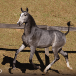 Trapiche Interagro, grey Purebred Lusitano filly offered at the 2023 Interagro Yearlings Collection/TUPA