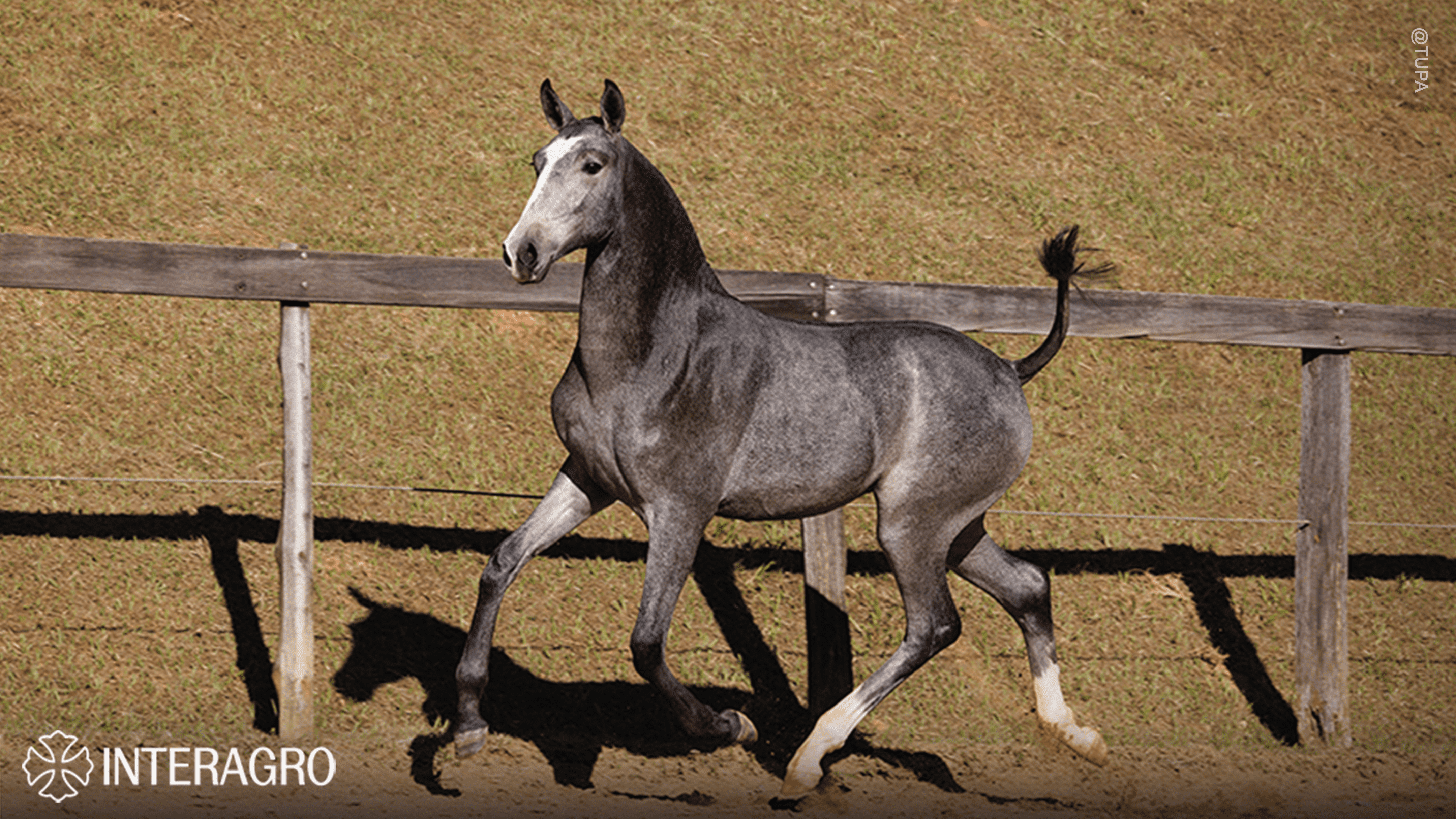 Trapiche Interagro, grey Purebred Lusitano filly offered at the 2023 Interagro Yearlings Collection/TUPA