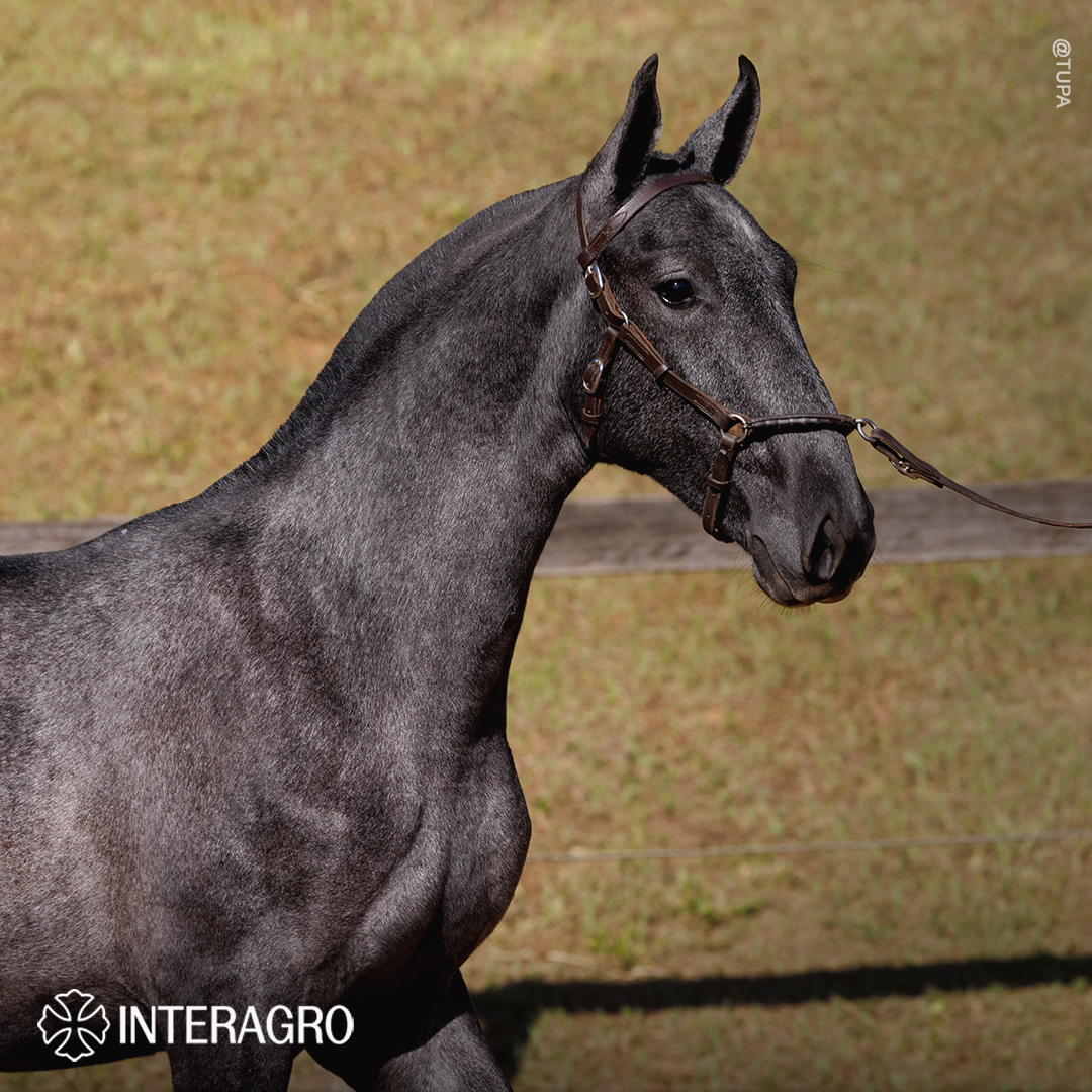 Truta Interagro, grey Purebred Lusitano filly offered at the 2023 Interagro Yearlings Collection/TUPA