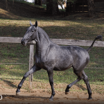 Truta Interagro, grey Purebred Lusitano filly offered at the 2023 Interagro Yearlings Collection/TUPA