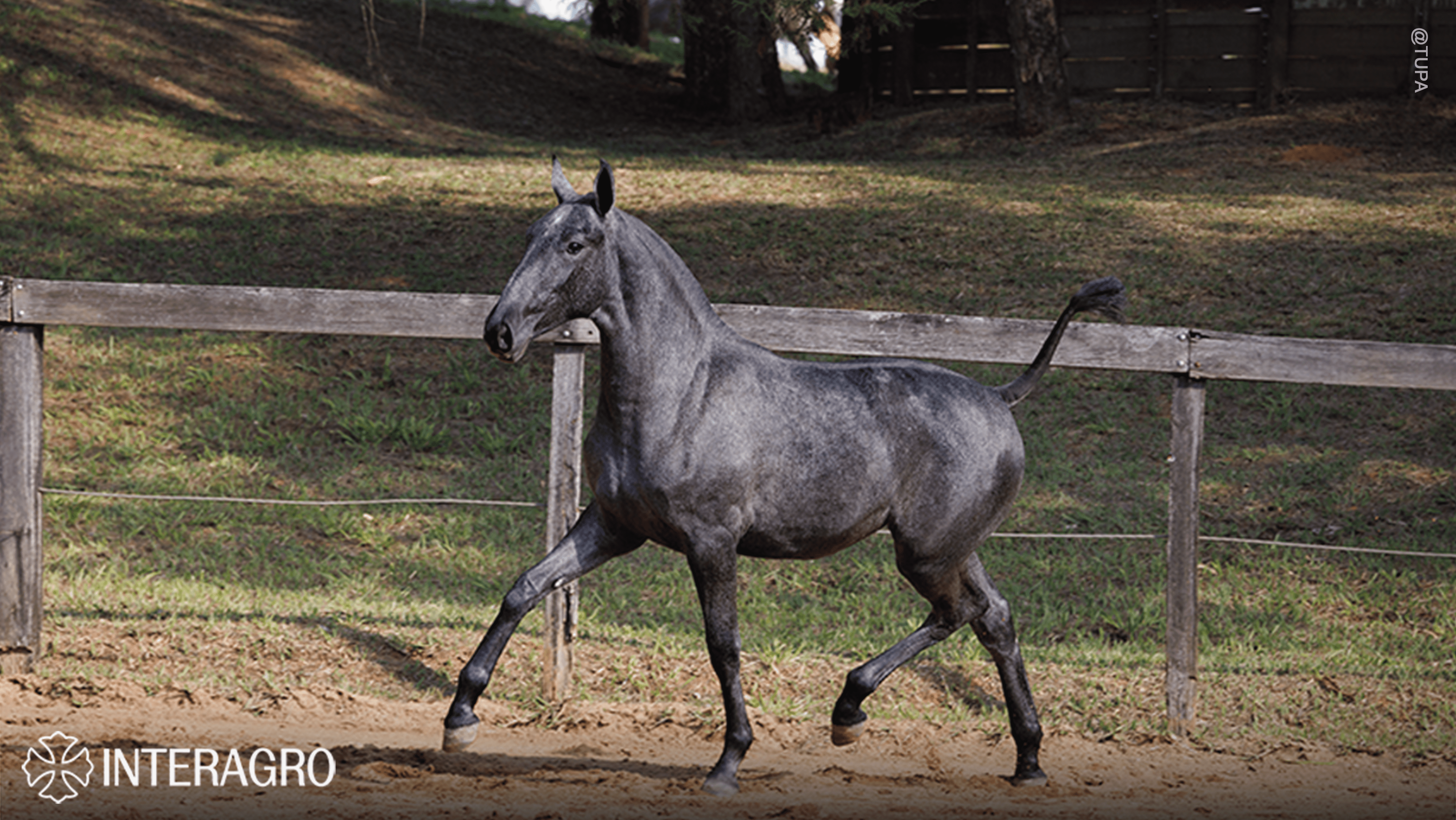 Truta Interagro, grey Purebred Lusitano filly offered at the 2023 Interagro Yearlings Collection/TUPA