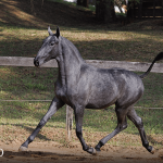 Truta Interagro, grey Purebred Lusitano filly offered at the 2023 Interagro Yearlings Collection/TUPA