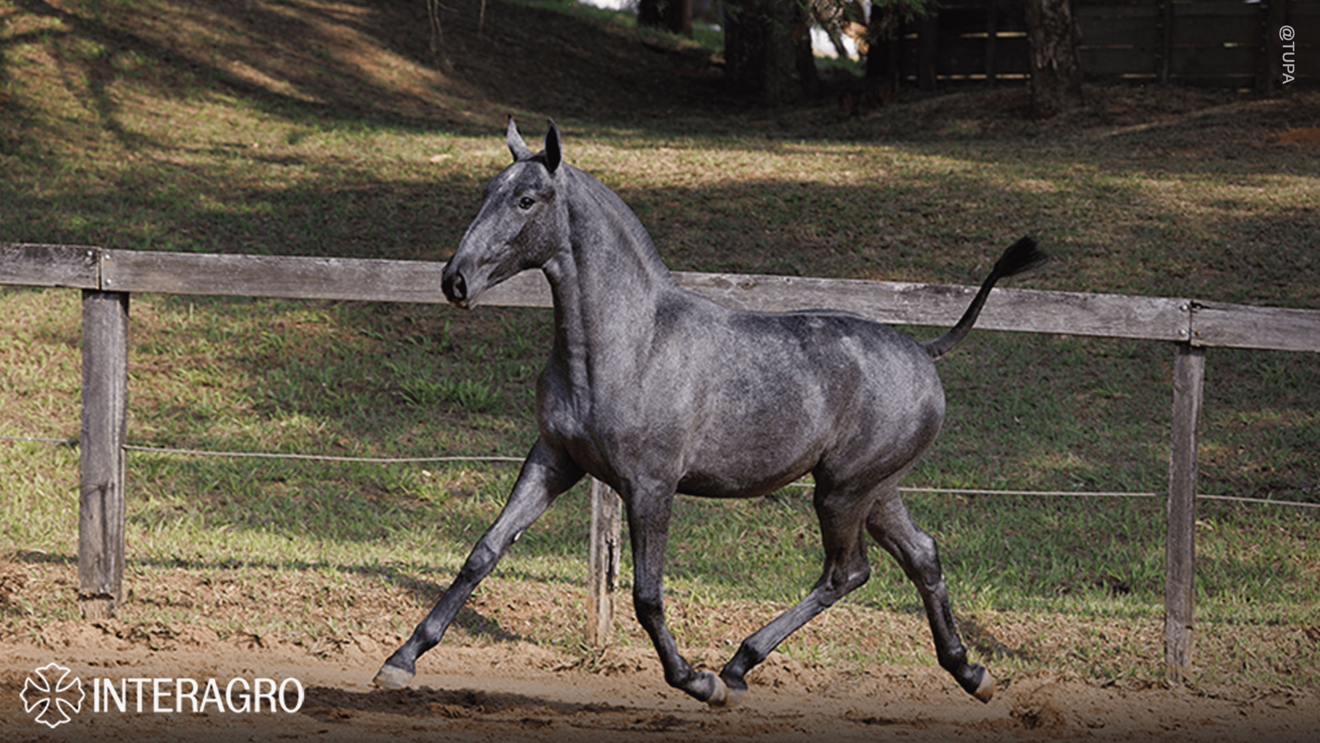 Truta Interagro, grey Purebred Lusitano filly offered at the 2023 Interagro Yearlings Collection/TUPA