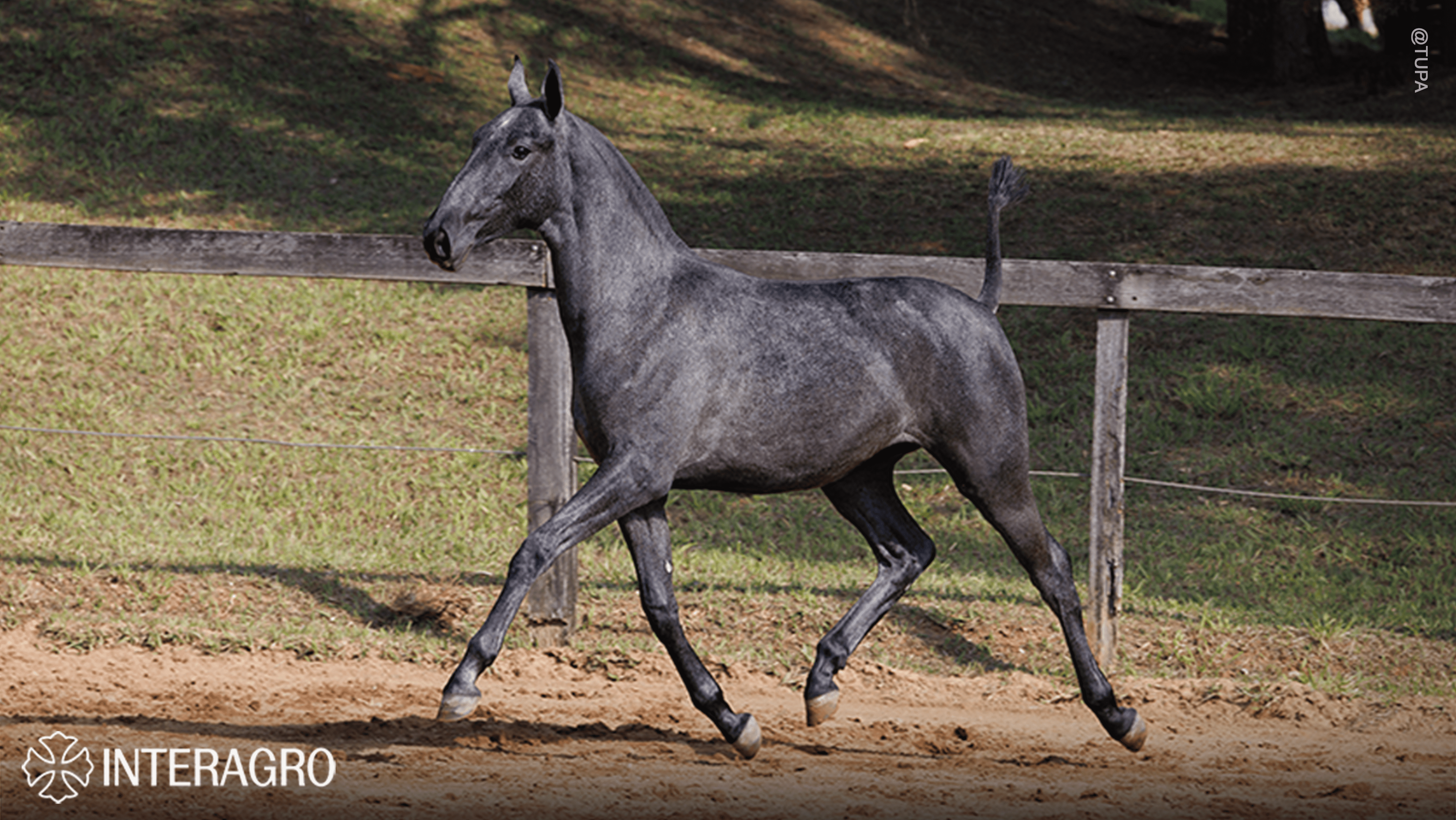Truta Interagro, grey Purebred Lusitano filly offered at the 2023 Interagro Yearlings Collection/TUPA
