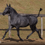 Truta Interagro, grey Purebred Lusitano filly offered at the 2023 Interagro Yearlings Collection/TUPA