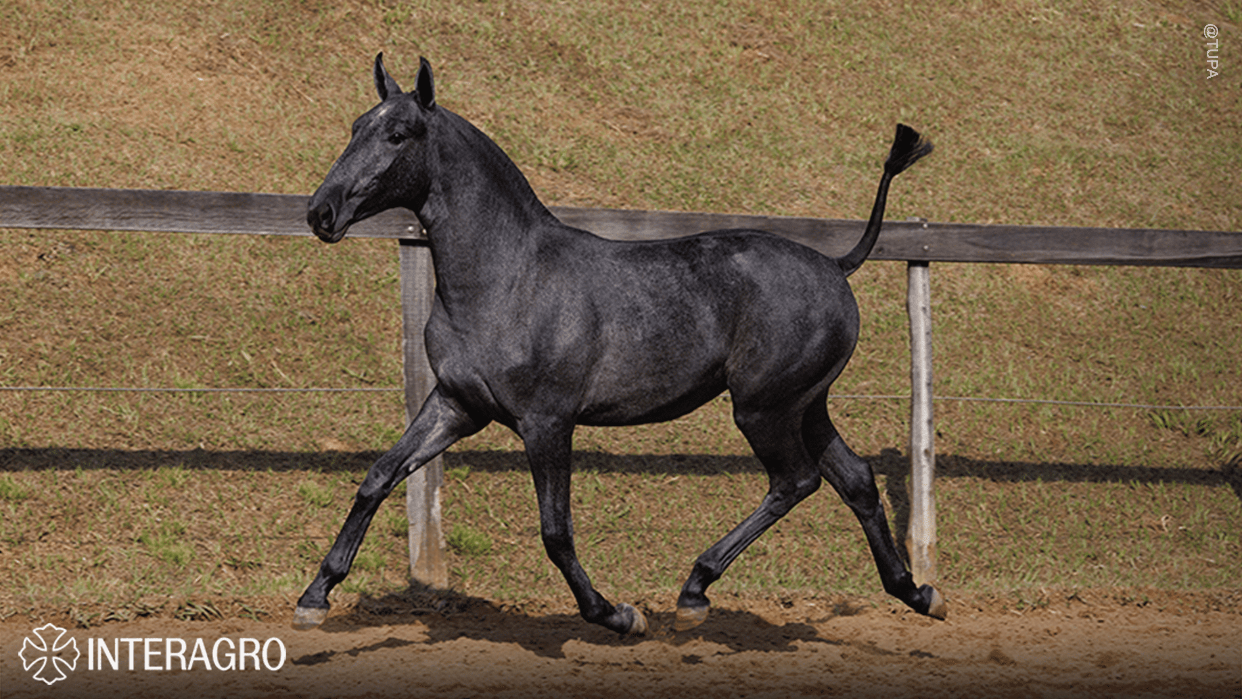 Truta Interagro, grey Purebred Lusitano filly offered at the 2023 Interagro Yearlings Collection/TUPA