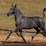 Truta Interagro, grey Purebred Lusitano filly offered at the 2023 Interagro Yearlings Collection/TUPA