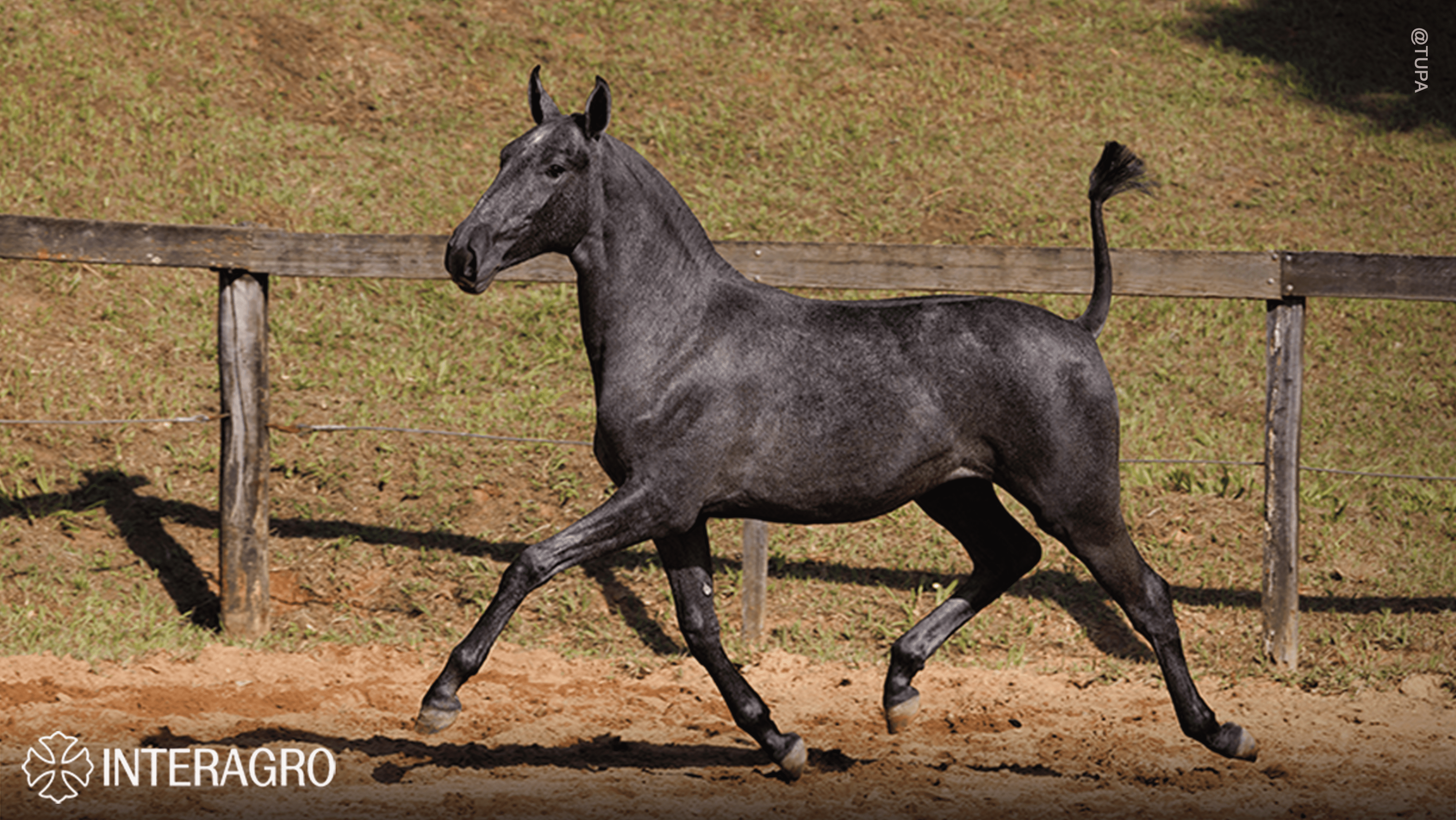 Truta Interagro, grey Purebred Lusitano filly offered at the 2023 Interagro Yearlings Collection/TUPA