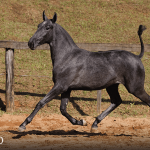 Truta Interagro, grey Purebred Lusitano filly offered at the 2023 Interagro Yearlings Collection/TUPA