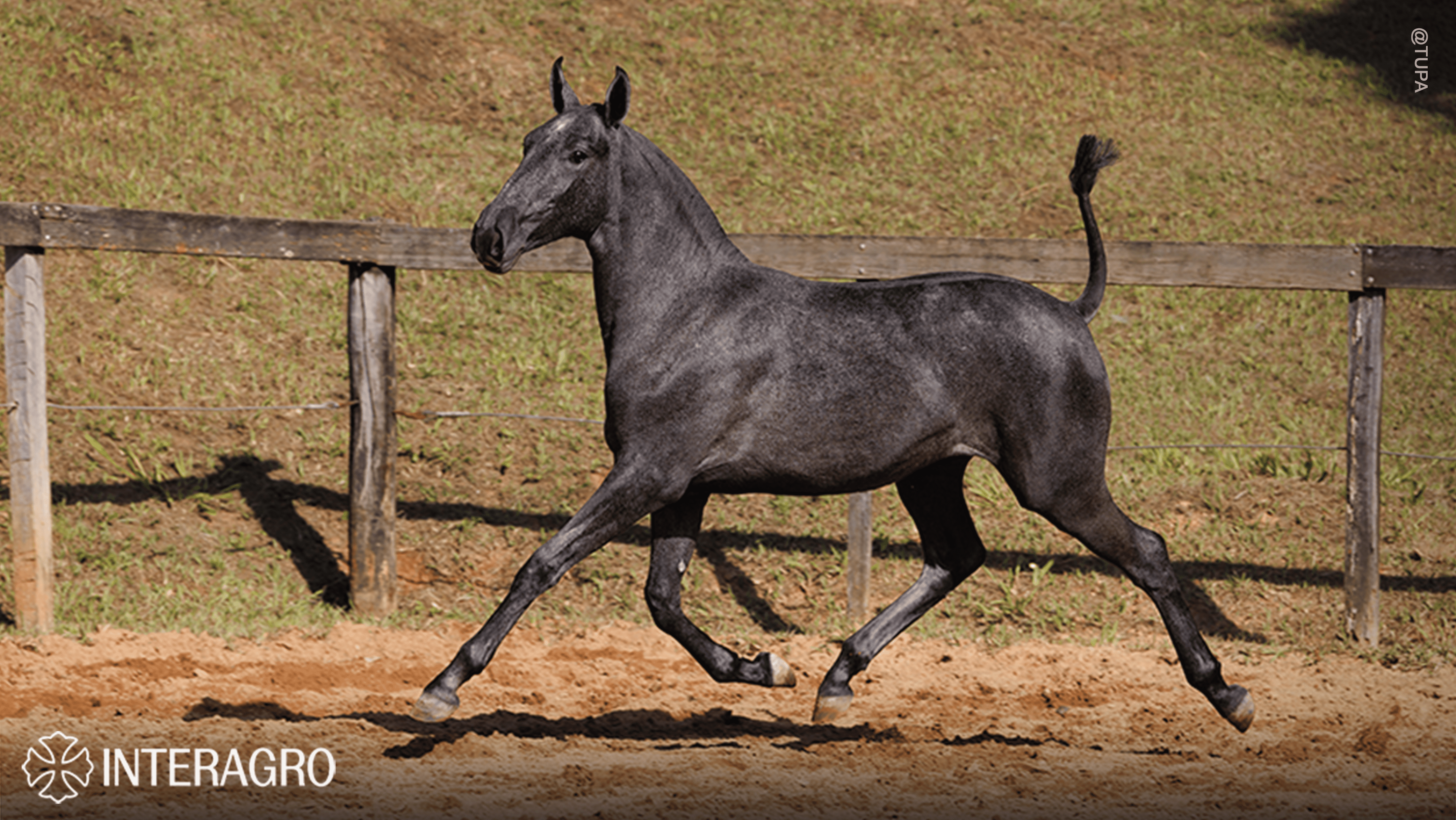 Truta Interagro, grey Purebred Lusitano filly offered at the 2023 Interagro Yearlings Collection/TUPA