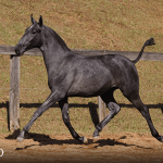 Truta Interagro, grey Purebred Lusitano filly offered at the 2023 Interagro Yearlings Collection/TUPA
