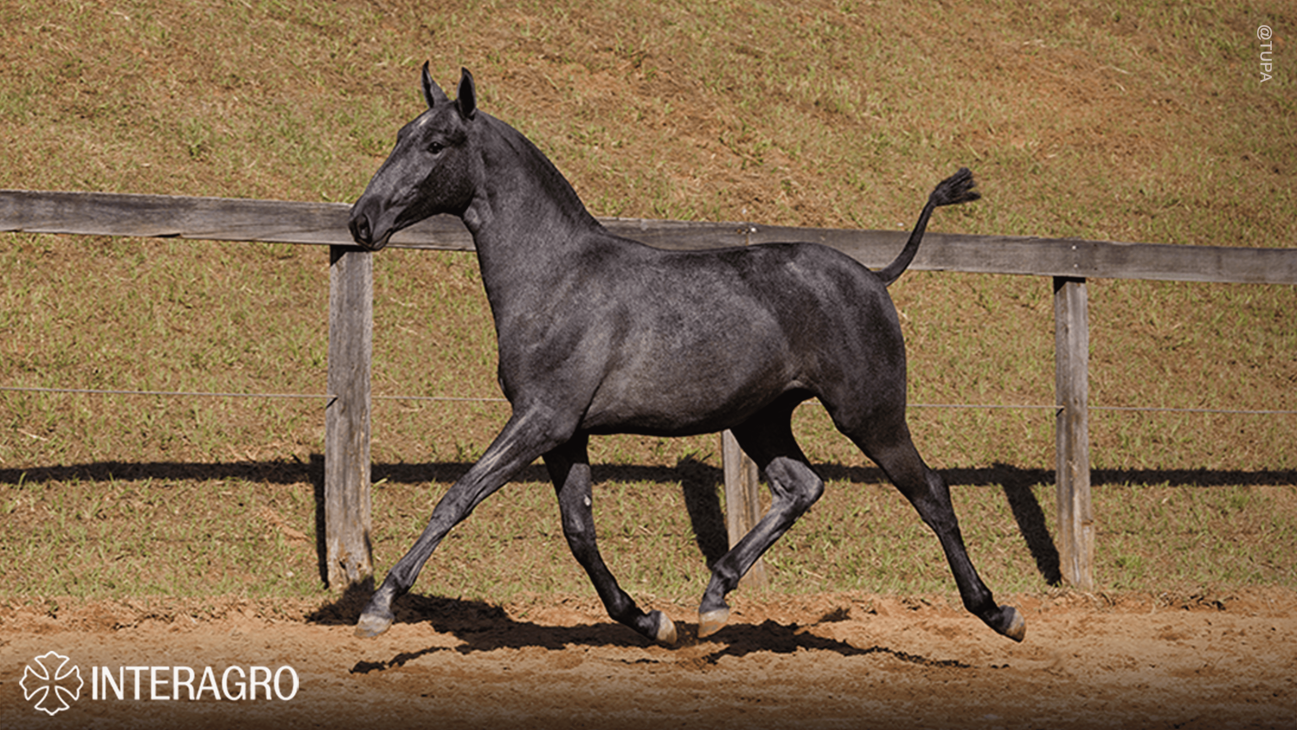 Truta Interagro, grey Purebred Lusitano filly offered at the 2023 Interagro Yearlings Collection/TUPA