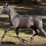 Truta Interagro, grey Purebred Lusitano filly offered at the 2023 Interagro Yearlings Collection/TUPA