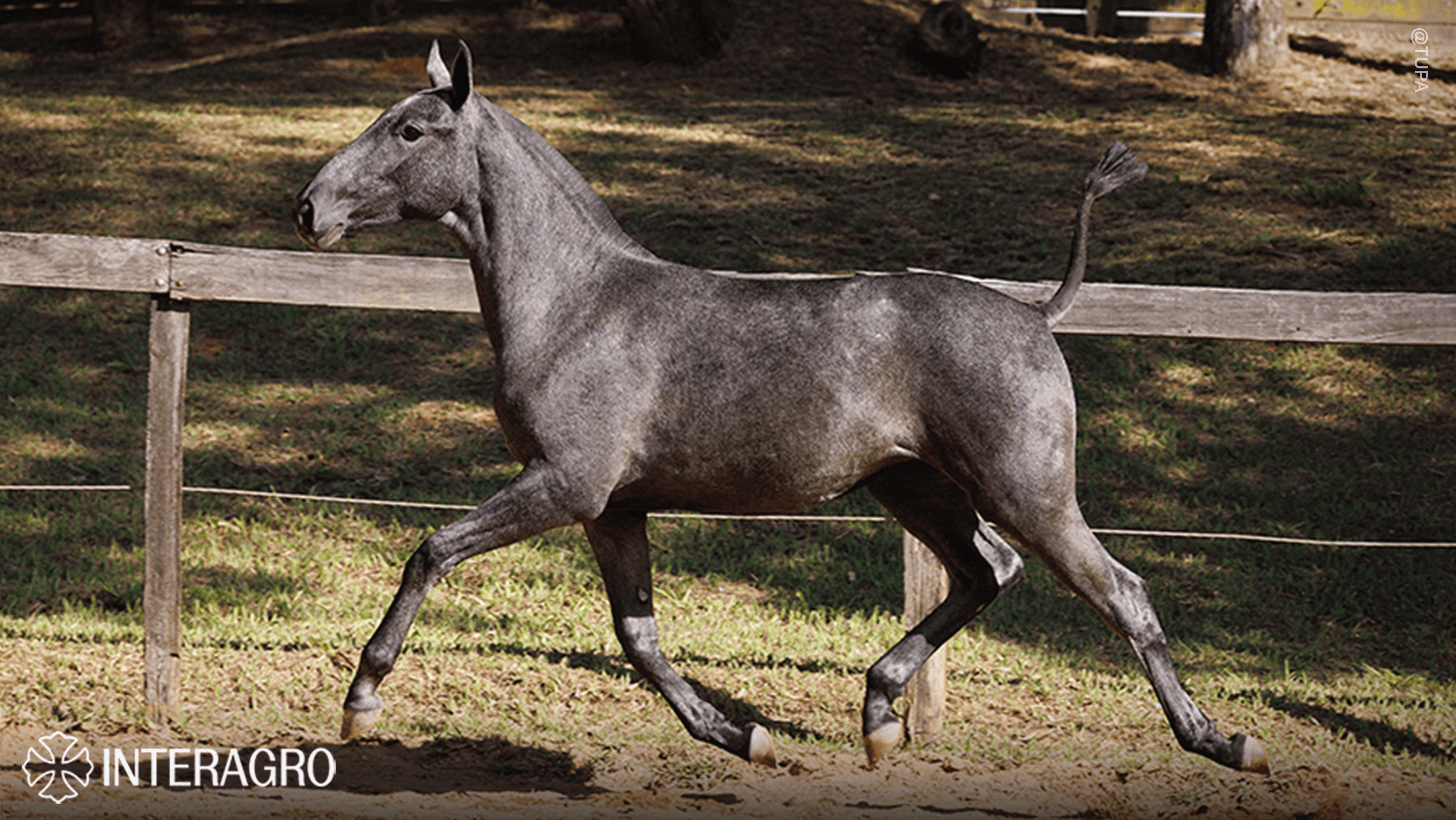 Truta Interagro, grey Purebred Lusitano filly offered at the 2023 Interagro Yearlings Collection/TUPA
