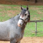 Tic Interagro, grey Purebred Lusitano for sale/Interagro Lusitanos