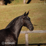 Toulouse-Lautrec Interagro, grey Purebred Lusitano foal offered at the 2023 Interagro Yearlings Collection/TUPA