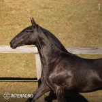 Toulouse-Lautrec Interagro, grey Purebred Lusitano foal offered at the 2023 Interagro Yearlings Collection/TUPA