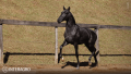 Toulouse-Lautrec Interagro, grey Purebred Lusitano foal offered at the 2023 Interagro Yearlings Collection/TUPA