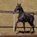 Toulouse-Lautrec Interagro, grey Purebred Lusitano foal offered at the 2023 Interagro Yearlings Collection/TUPA