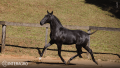 Toulouse-Lautrec Interagro, grey Purebred Lusitano foal offered at the 2023 Interagro Yearlings Collection/TUPA