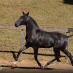 Toulouse-Lautrec Interagro, grey Purebred Lusitano foal offered at the 2023 Interagro Yearlings Collection/TUPA