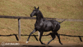 Toulouse-Lautrec Interagro, grey Purebred Lusitano foal offered at the 2023 Interagro Yearlings Collection/TUPA