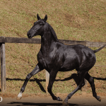 Toulouse-Lautrec Interagro, grey Purebred Lusitano foal offered at the 2023 Interagro Yearlings Collection/TUPA