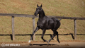 Toulouse-Lautrec Interagro, grey Purebred Lusitano foal offered at the 2023 Interagro Yearlings Collection/TUPA