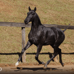 Toulouse-Lautrec Interagro, grey Purebred Lusitano foal offered at the 2023 Interagro Yearlings Collection/TUPA