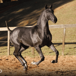 Toulouse-Lautrec Interagro, grey Purebred Lusitano foal offered at the 2023 Interagro Yearlings Collection/TUPA