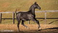 Toulouse-Lautrec Interagro, grey Purebred Lusitano foal offered at the 2023 Interagro Yearlings Collection/TUPA