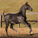 Toulouse-Lautrec Interagro, grey Purebred Lusitano foal offered at the 2023 Interagro Yearlings Collection/TUPA