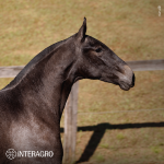 Tanoeira Interagro, grey Purebred Lusitano filly offered at the 2023 Interagro Yearlings Collection/TUPA