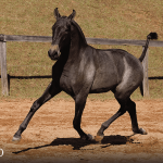 Tanoeira Interagro, grey Purebred Lusitano filly offered at the 2023 Interagro Yearlings Collection/TUPA