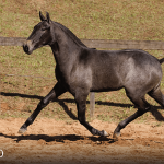 Tanoeira Interagro, grey Purebred Lusitano filly offered at the 2023 Interagro Yearlings Collection/TUPA