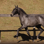 Tanoeira Interagro, grey Purebred Lusitano filly offered at the 2023 Interagro Yearlings Collection/TUPA