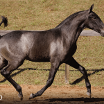 Tanoeira Interagro, grey Purebred Lusitano filly offered at the 2023 Interagro Yearlings Collection/TUPA