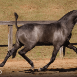 Tanoeira Interagro, grey Purebred Lusitano filly offered at the 2023 Interagro Yearlings Collection/TUPA